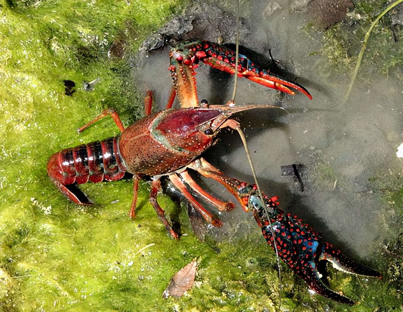 夏天小龙虾到底能不能吃,小龙虾烧烤的危害