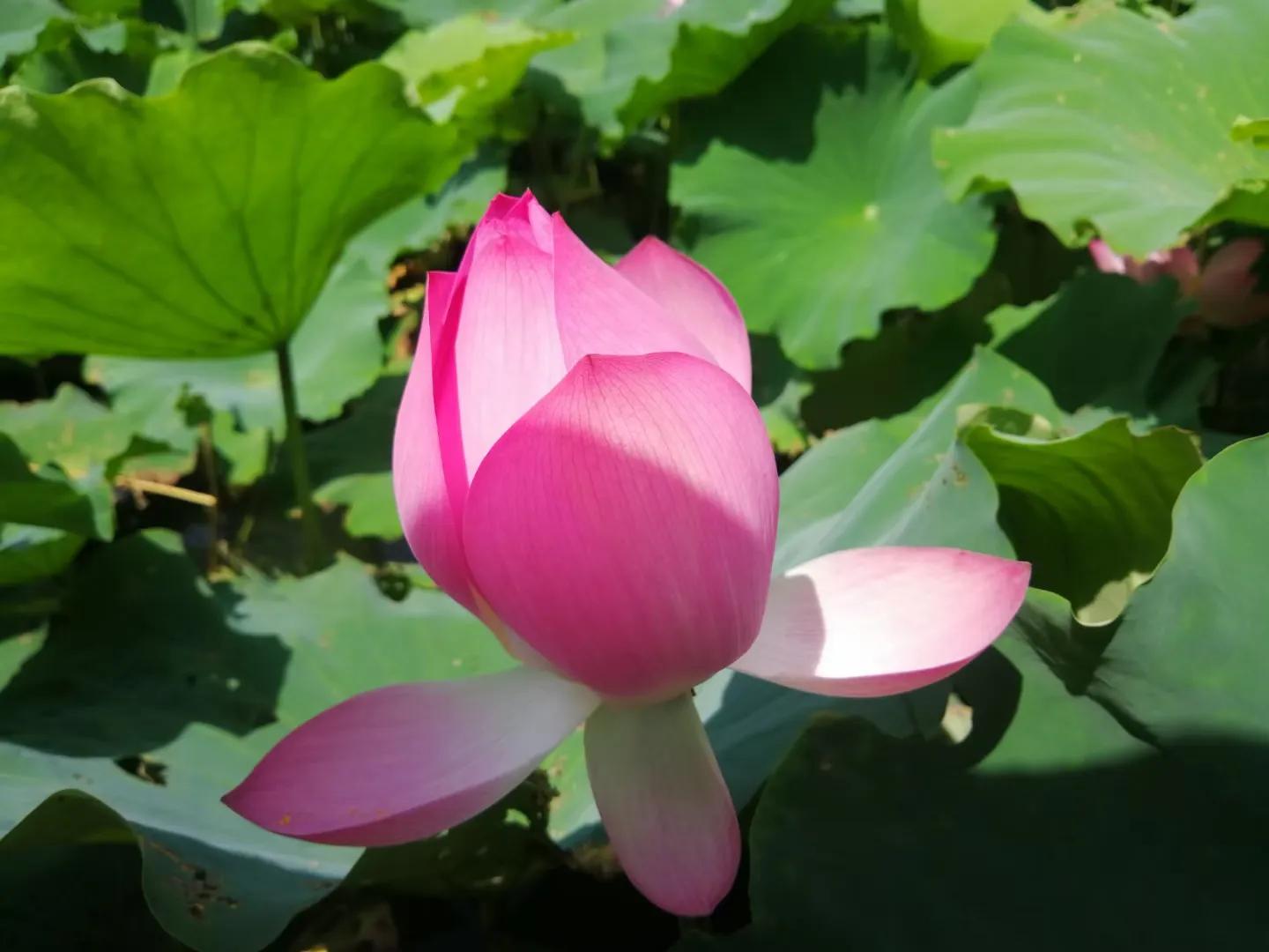 芒果的味道是怎样形成的,芒果的味道为什么那么好闻