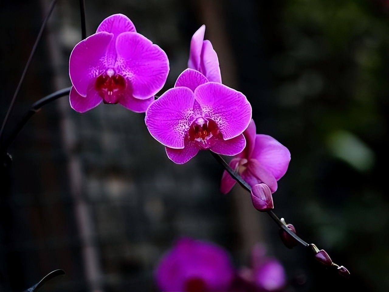 养花达人必备的44个养花绝技,8个实用的养花小技巧