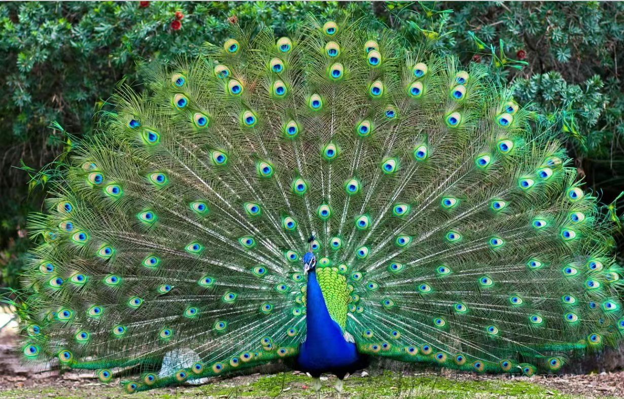 在农村养孔雀挣钱吗现在,孔雀养殖收入来源