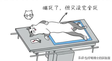 为什么动物要做绝育手术,动物绝育是取子宫吗