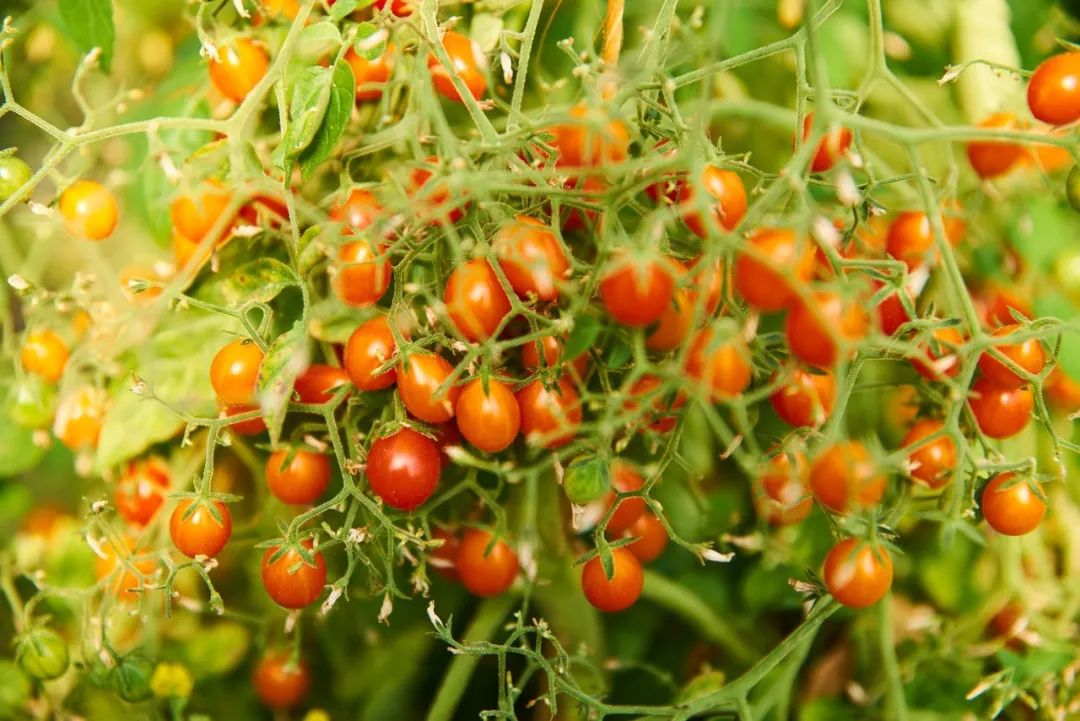 阳台种菜技巧大全,阳台小菜园怎么种菜