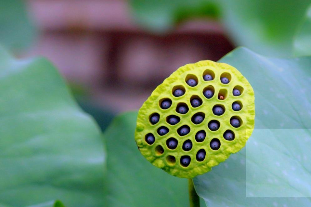 描写莲子长参的诗词,形容莲子好吃的诗句