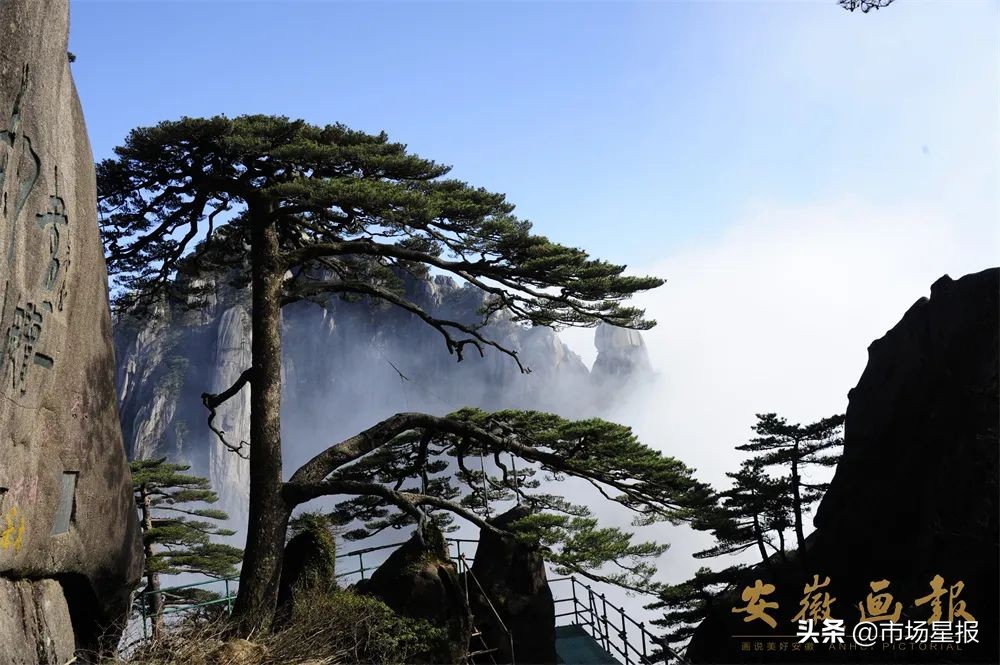 黄山迎客松守松人胡晓春,胡晓春黄山迎客松的守护者