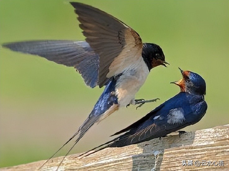 关于燕子的古诗旧时王谢堂前燕,与燕子有关的古诗词名句