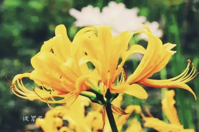 曼珠沙华培育,曼珠沙华要打造什么