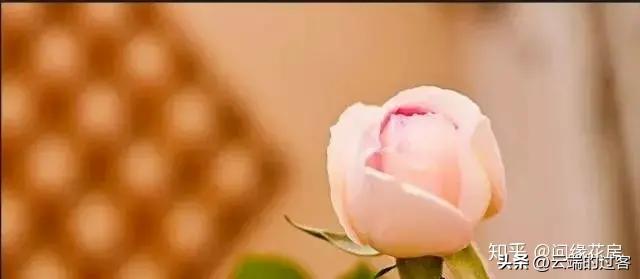 1到99朵玫瑰的含义图片,1到99朵玫瑰花语是什么