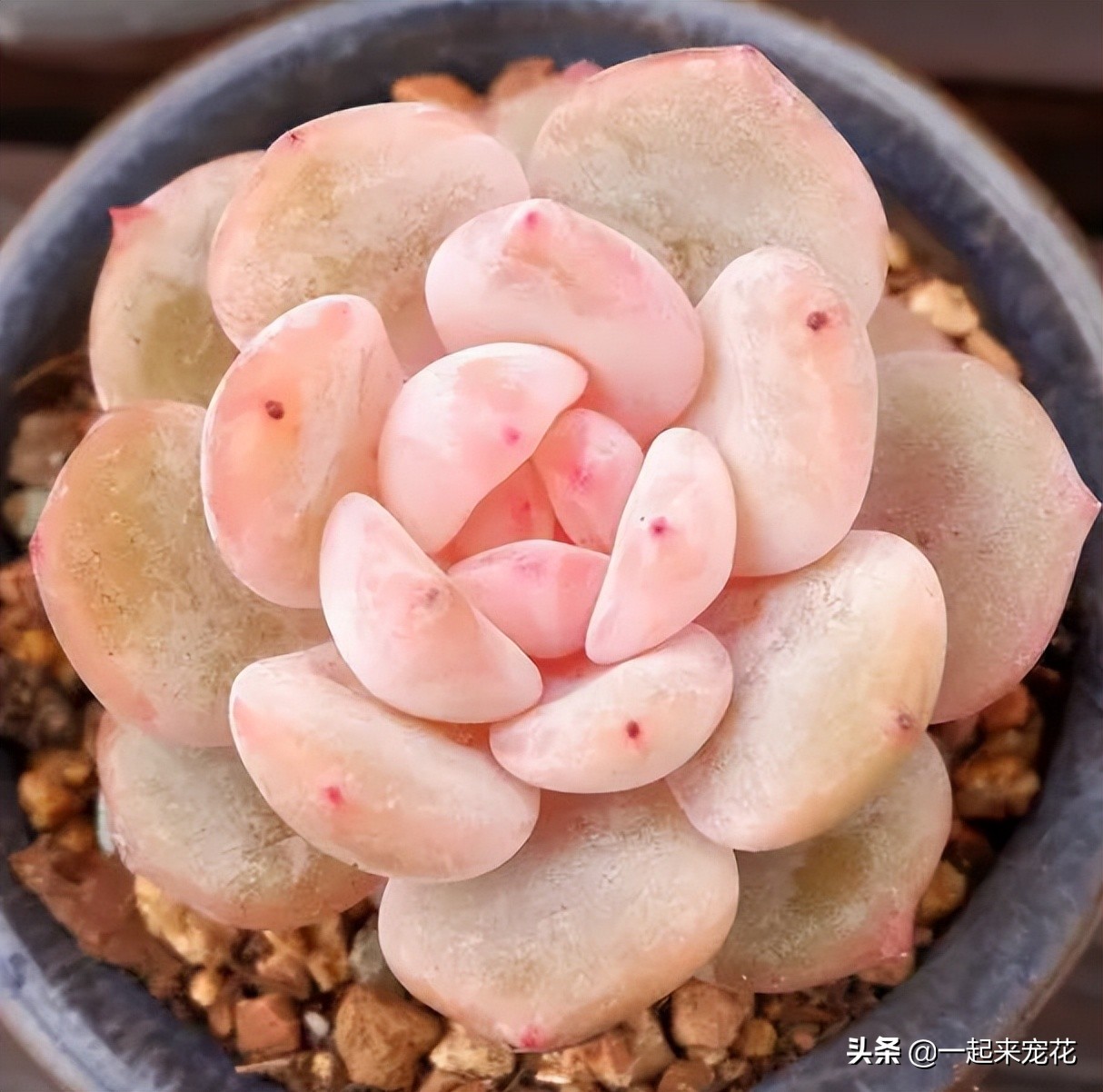 皮实好养的仙气多肉,六种仙气好养的多肉