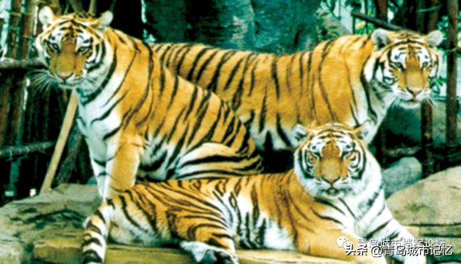 消失的青岛雨林谷,还记得可爱的小老虎吗?