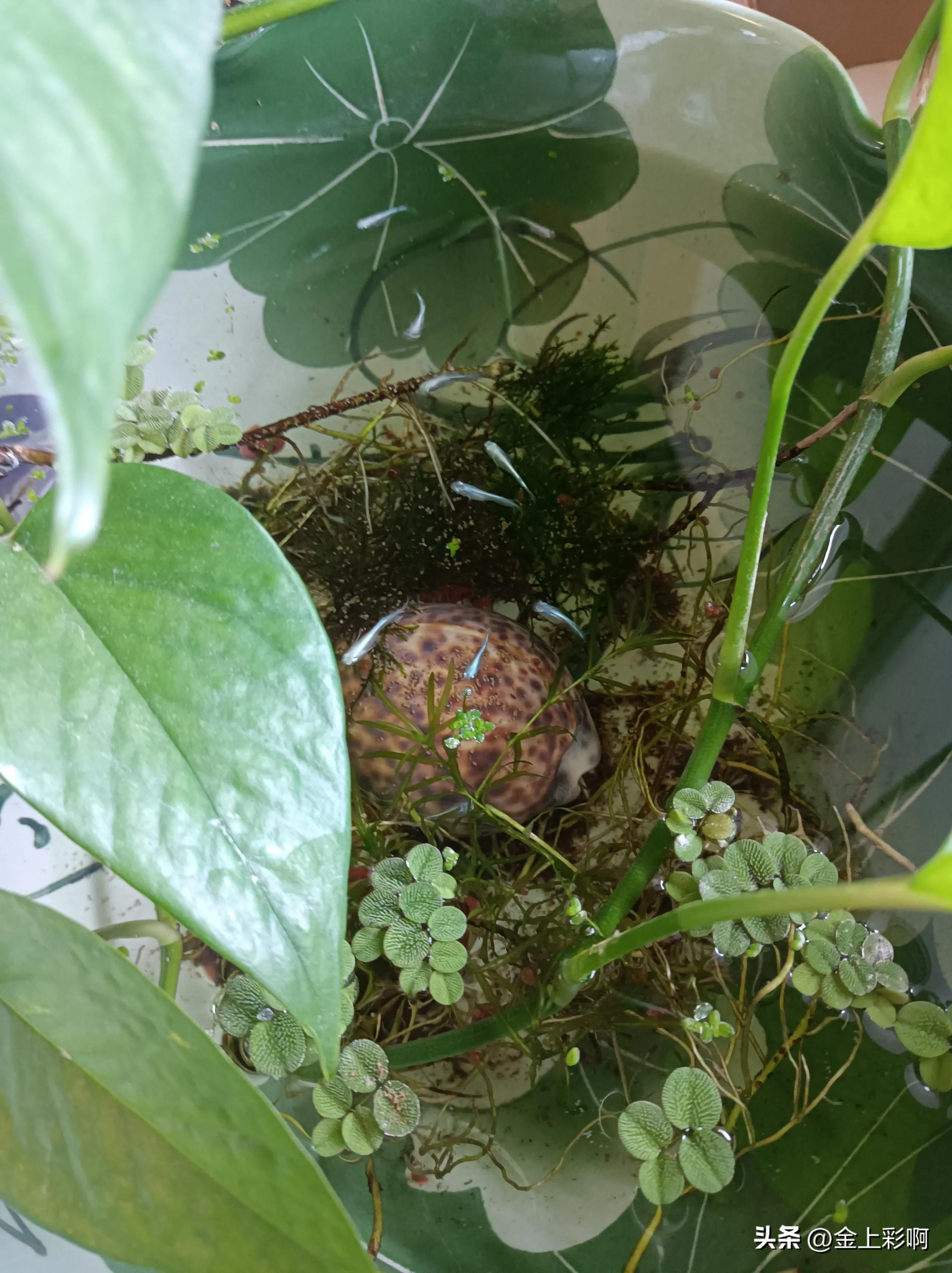 新手适合养什么鱼,新手适合养什么鱼超小型冷水鱼