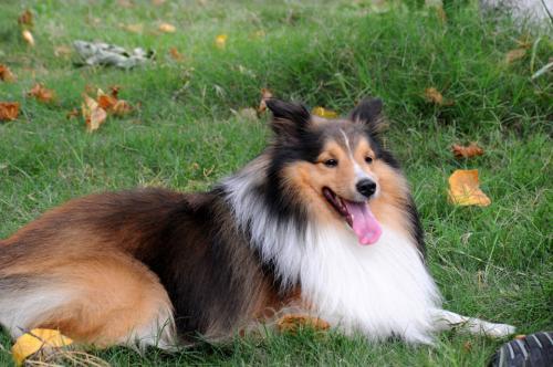 喜乐蒂幼犬多少钱一只,喜乐蒂多少钱一只