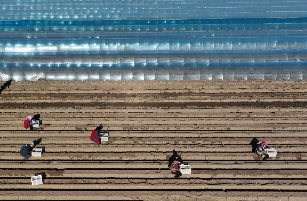 河北唐山生姜收获视频,唐山哪个地方种植姜