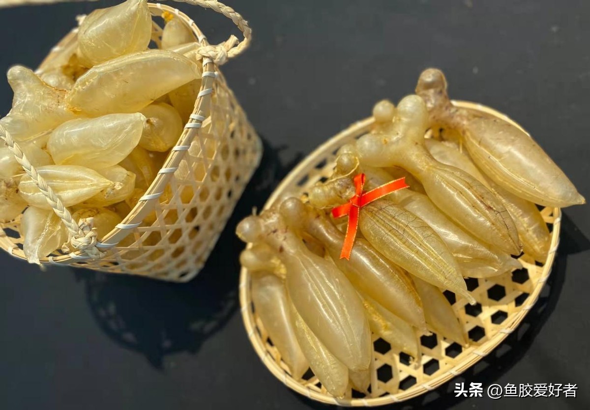 蜘蛛胶是哪种鱼的,蜘蛛鱼胶为什么那么贵