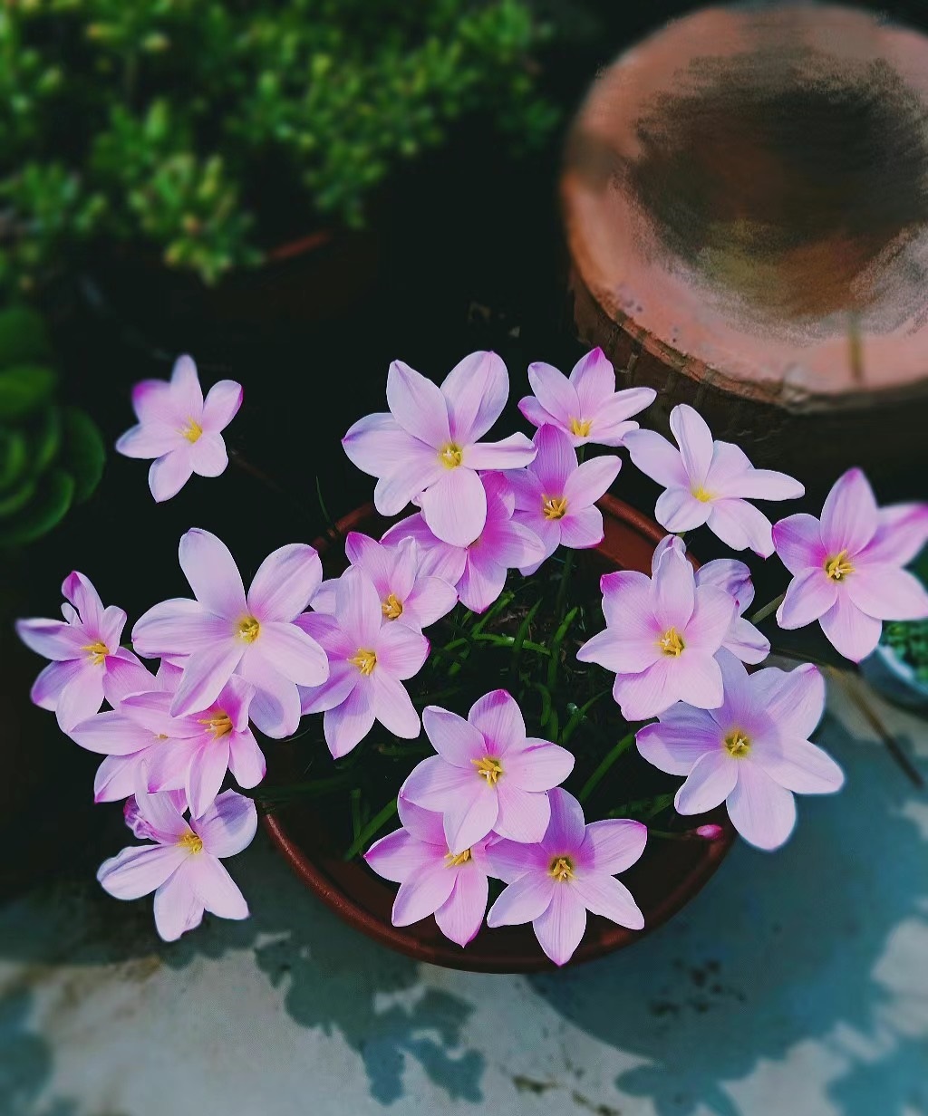 花期长好看耐寒耐高温的花好养,花期长耐热耐寒又好养的花