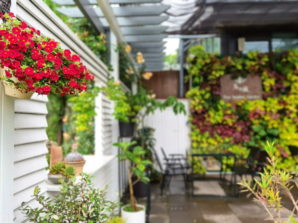 植物浇水见干见湿怎么判断,见干见湿和干透浇透浇水技巧