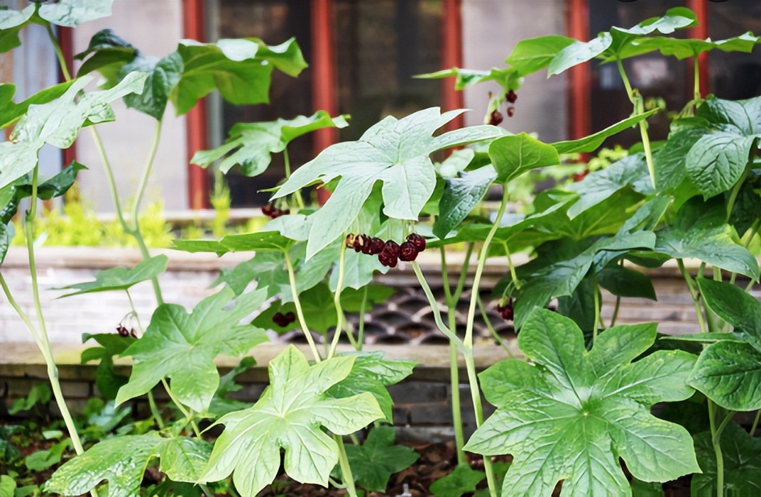 什么植物可以防止蛇,什么植物可以防蛇进家