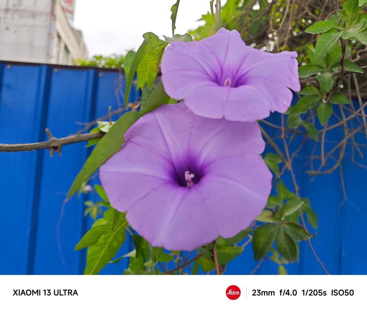 小米13ultra拍照细节表现,小米13ultra评测拍照