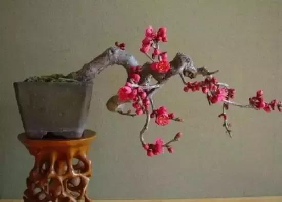 梅花老桩盆景,梅花盆景制作