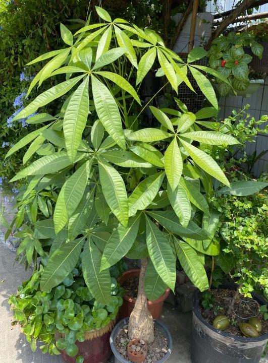 想要发财树树干粗壮应该怎样修剪,发财树怎么养根长得快