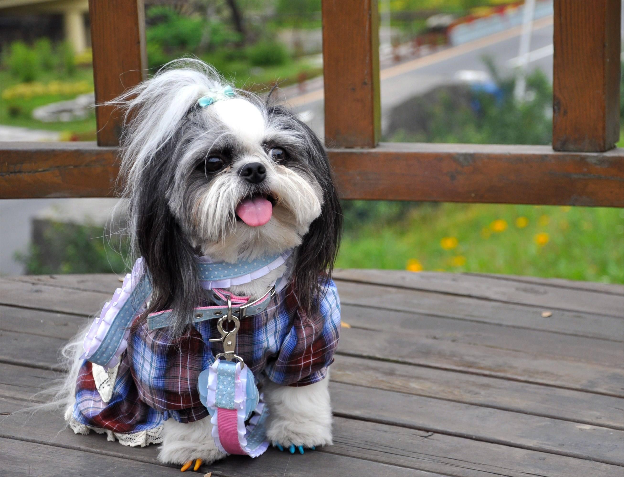 中国的五大知名犬,中国五大名犬