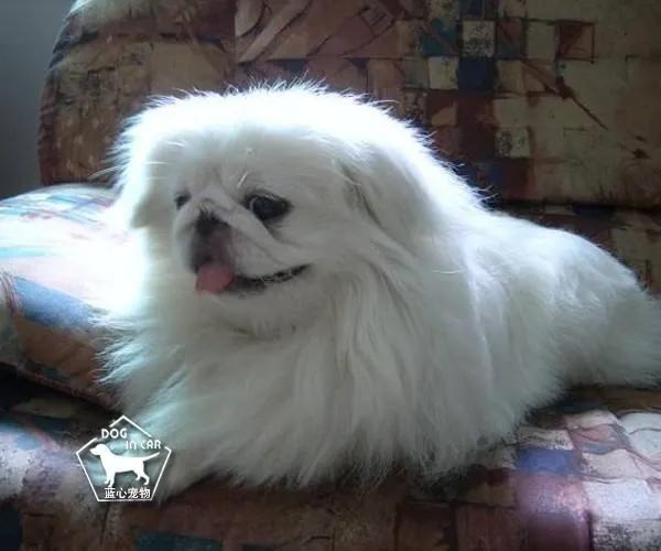 可爱的狗狗叫哆哆,聪明狗狗哆哆