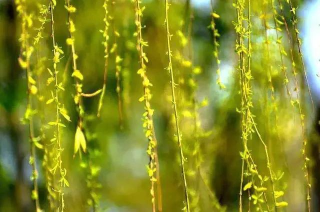 早春最好的十首诗,早春诗词十首