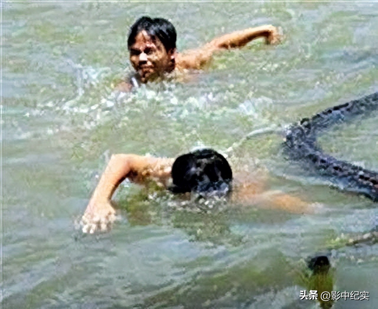 96年海南巨蟒报恩是真实的事吗,96年海南巨蟒为报恩甘愿当保姆