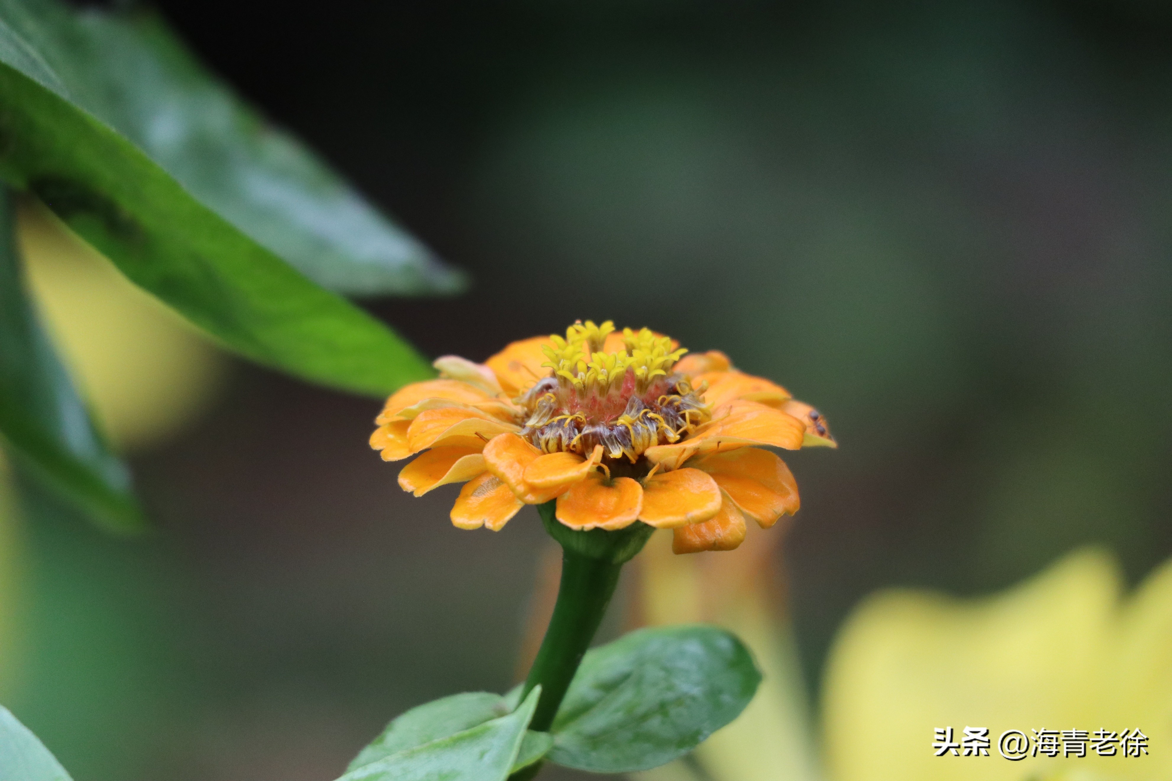 百日菊的花特征,五彩百日菊开花图片