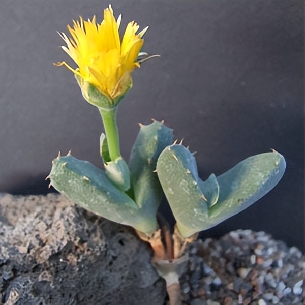 102个大类近500个多肉植物图片，都极其美丽，建议在家中也养一盆