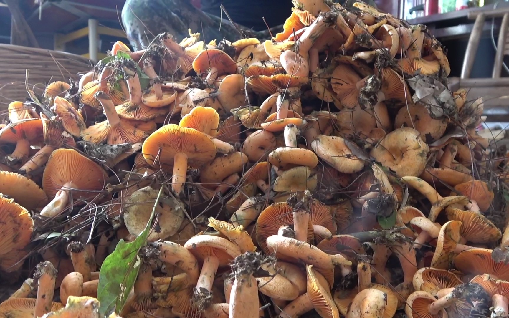 上山采枞树菌价格,贵州野生枞树菌今天价格