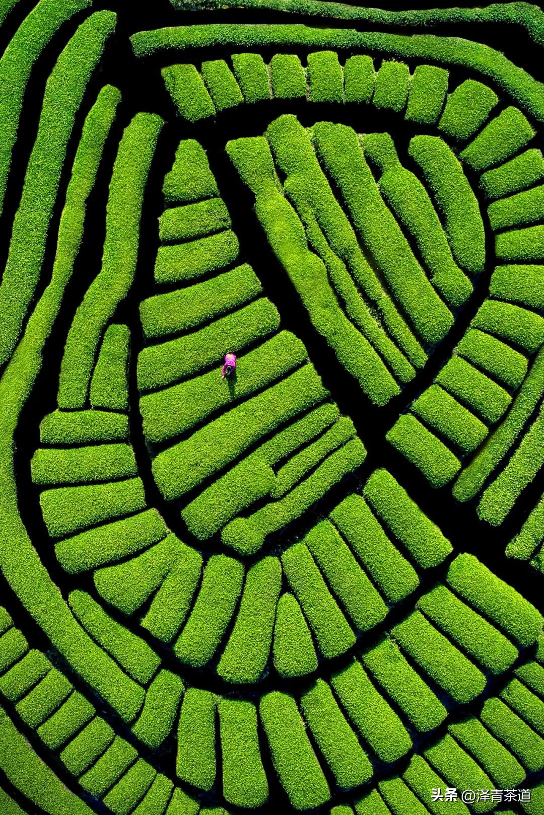 绿茶红茶黑茶白茶黄茶青茶,绿茶红茶青茶白茶黑茶黄茶哪个好