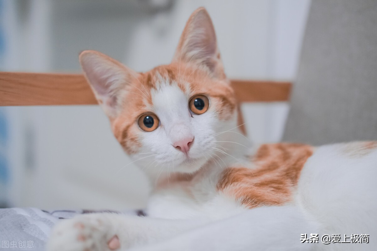 百家号企鹅号大鱼号,头条企鹅号百家号大鱼号哪个挣钱