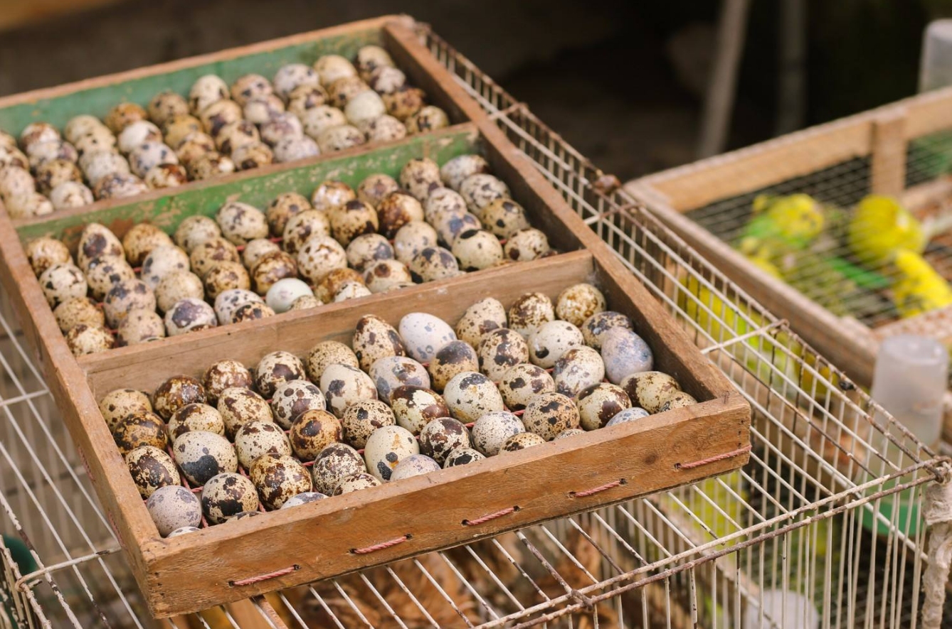 鹌鹑悲惨一生,鹌鹑的悲惨人生