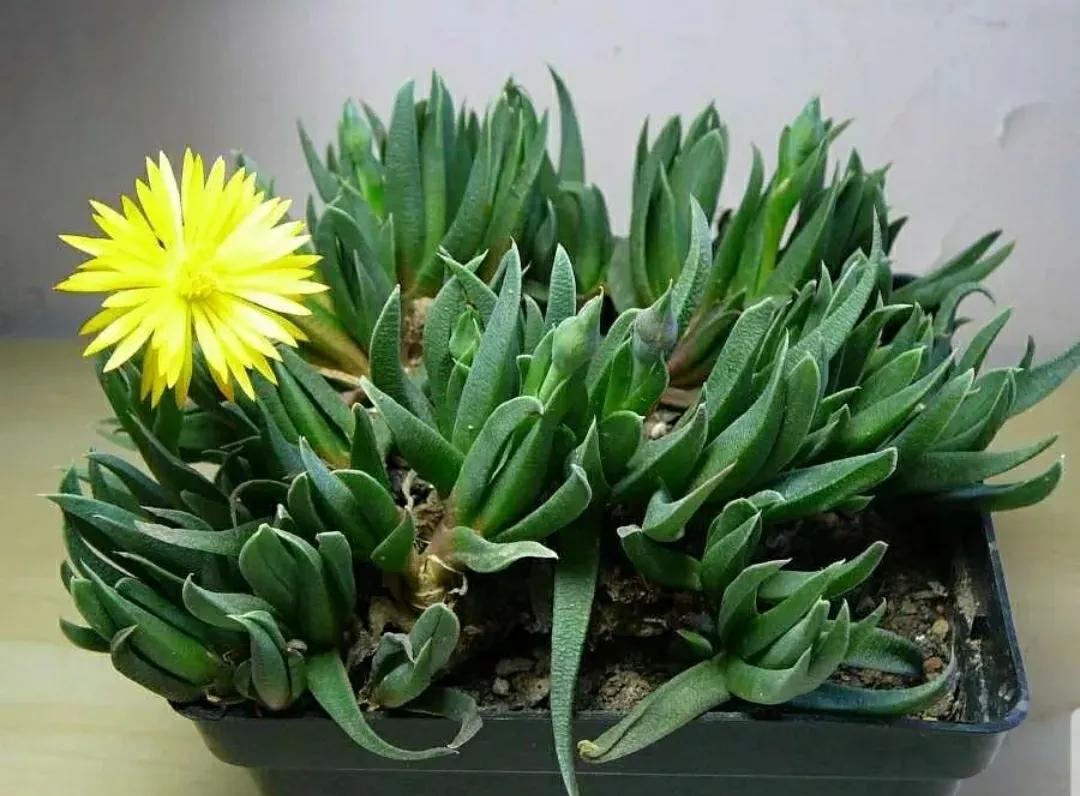 多肉植物石头开花,多肉石头花秋季