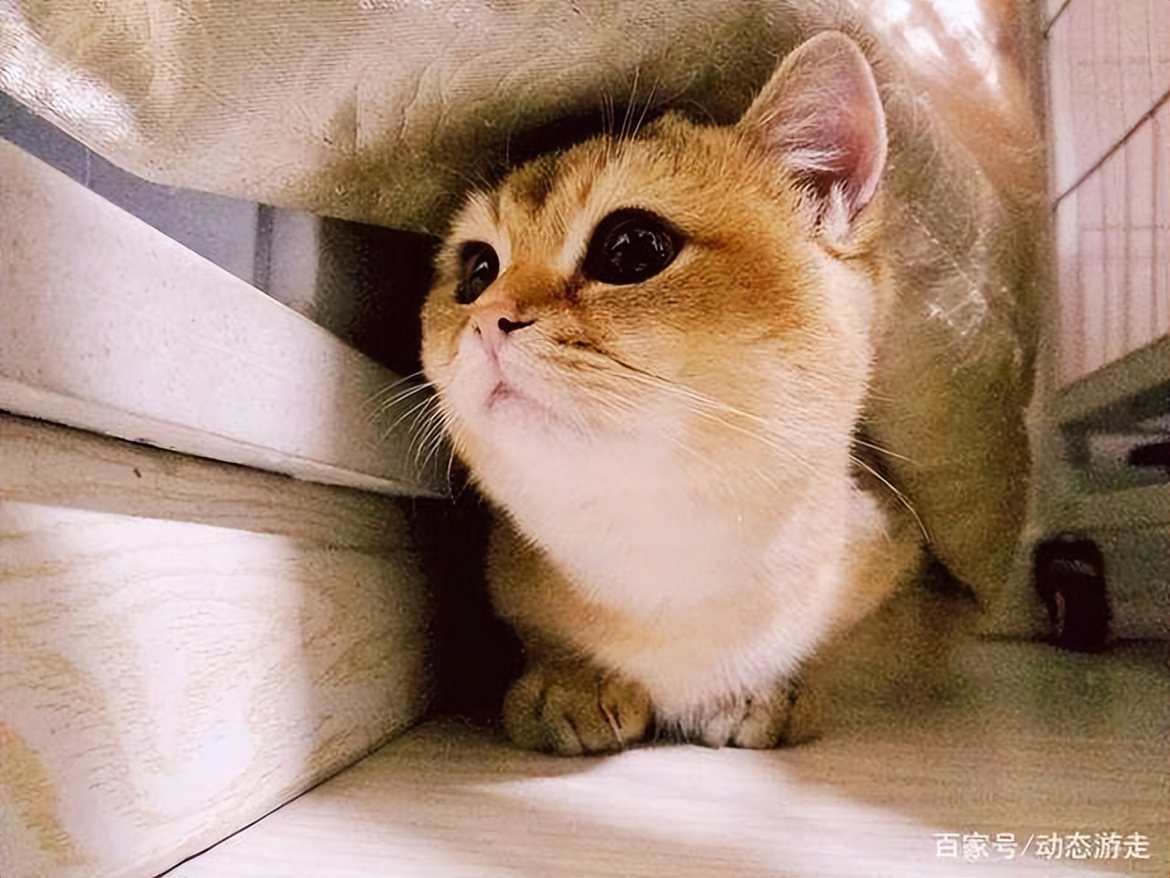 怎么线上买猫,想要买猫去哪里买