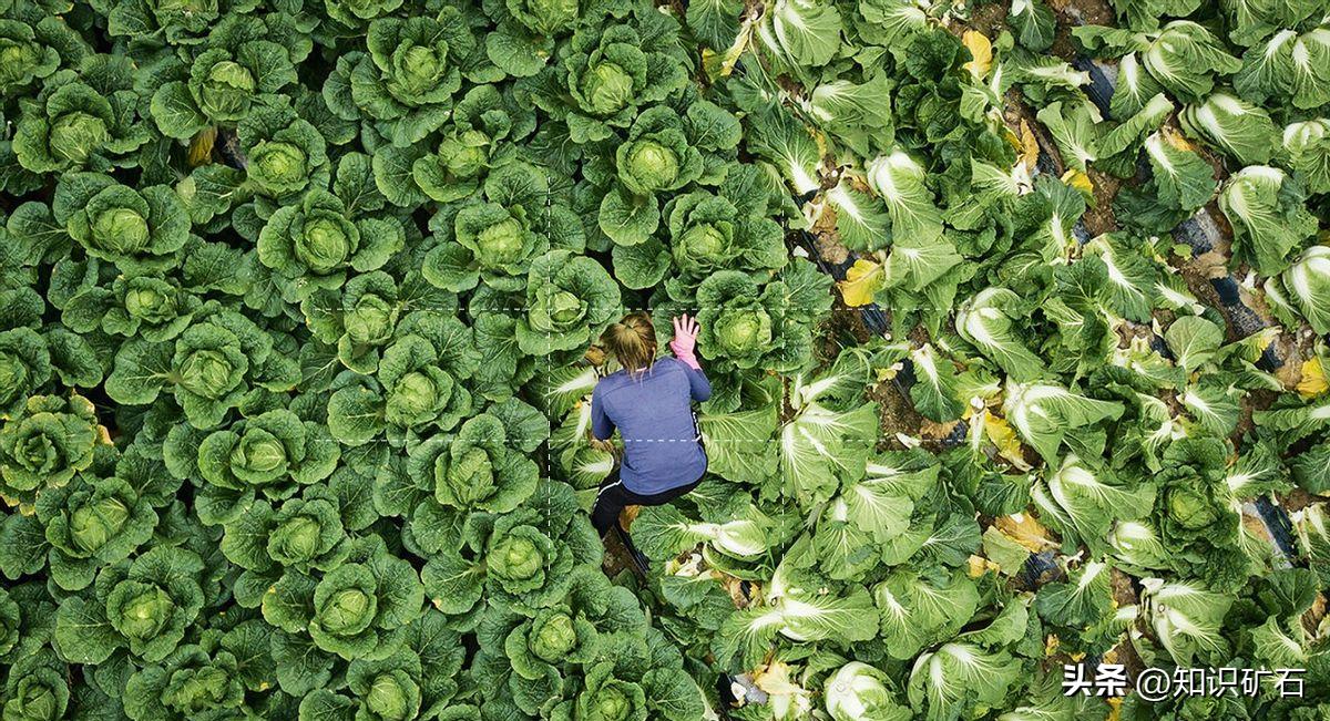 韩国贫困农村人的真实生活,韩国年轻人回乡下务农