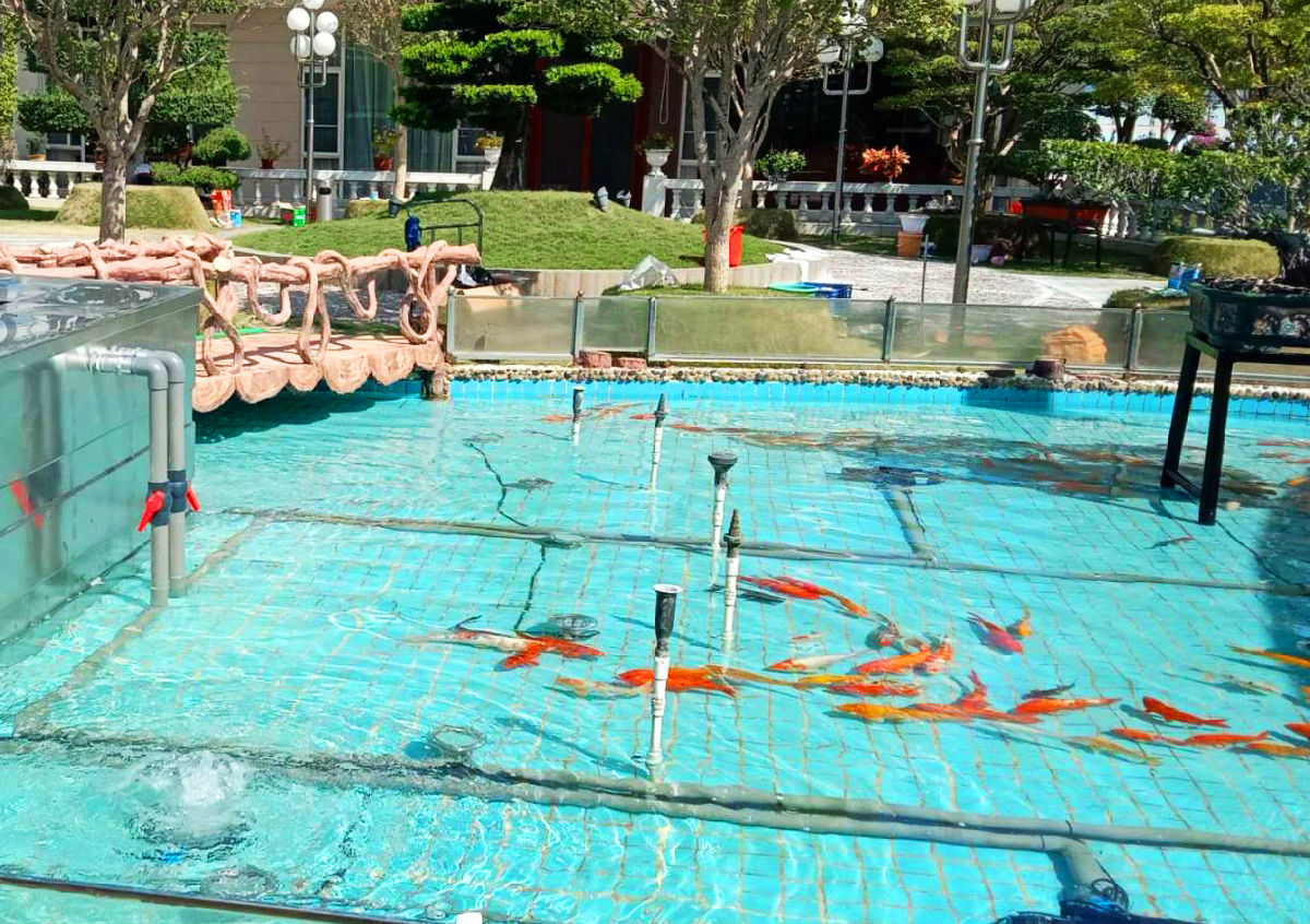 池塘里的锦鲤太多了怎么办,池塘里面的鱼为什么会死掉