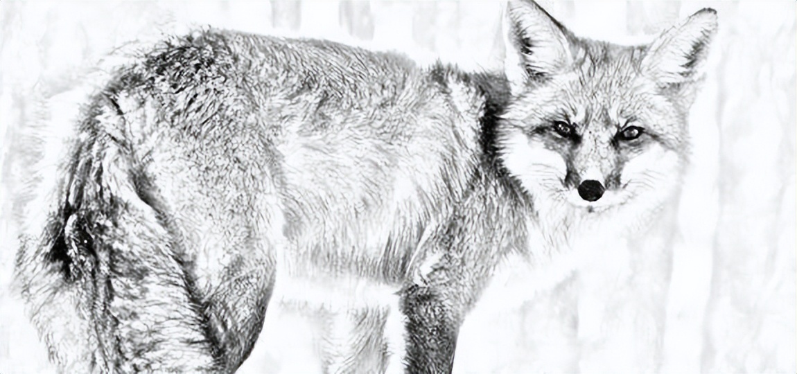 民间故事：男子见狐哭坟，被拦下后上前祭拜，狐狸：祭祖时别磕头