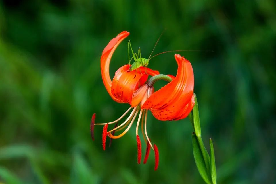 百合种类名称及图片及花语,可以入药的百合品种