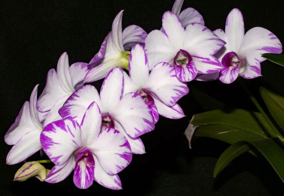 石斛兰花盛开香气四溢,石斛兰花怎么养才好看