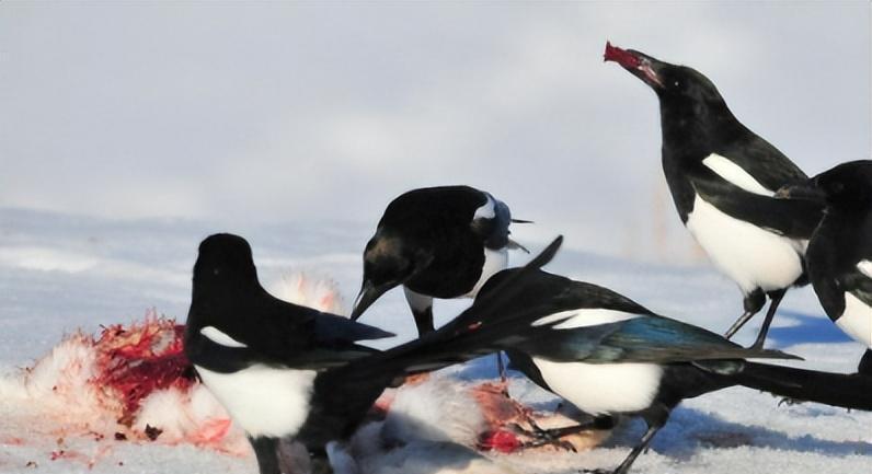 面包夹知识,面包夹心冷知识
