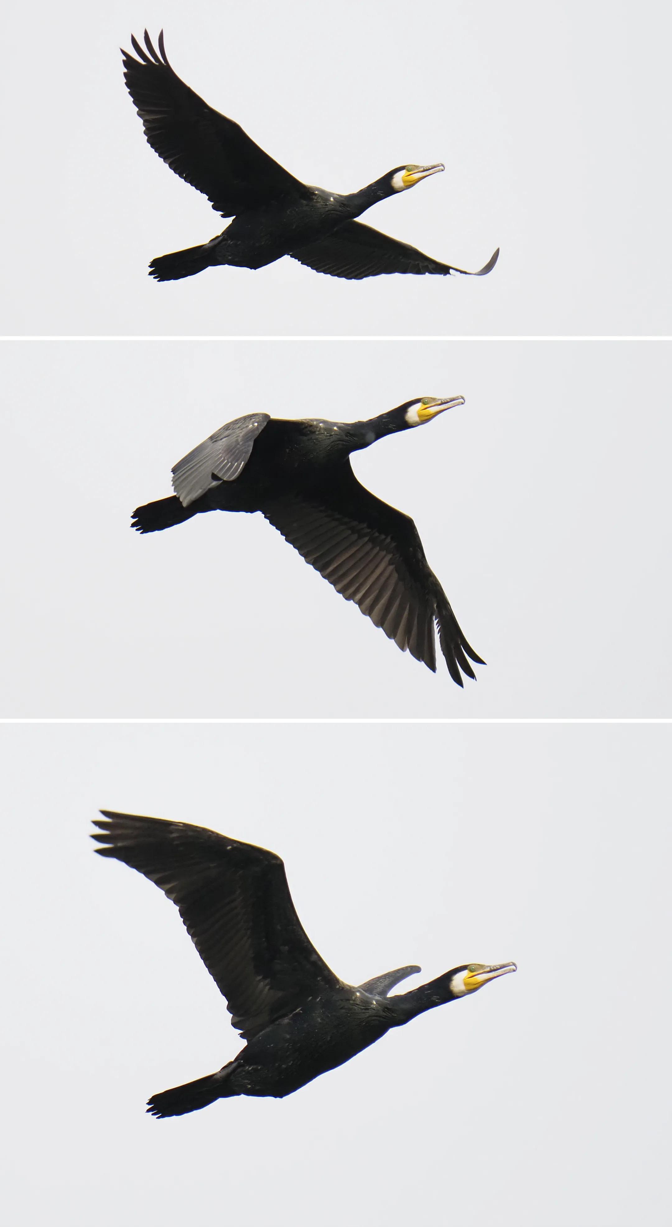 低价变焦摄像头,低价超长焦镜头