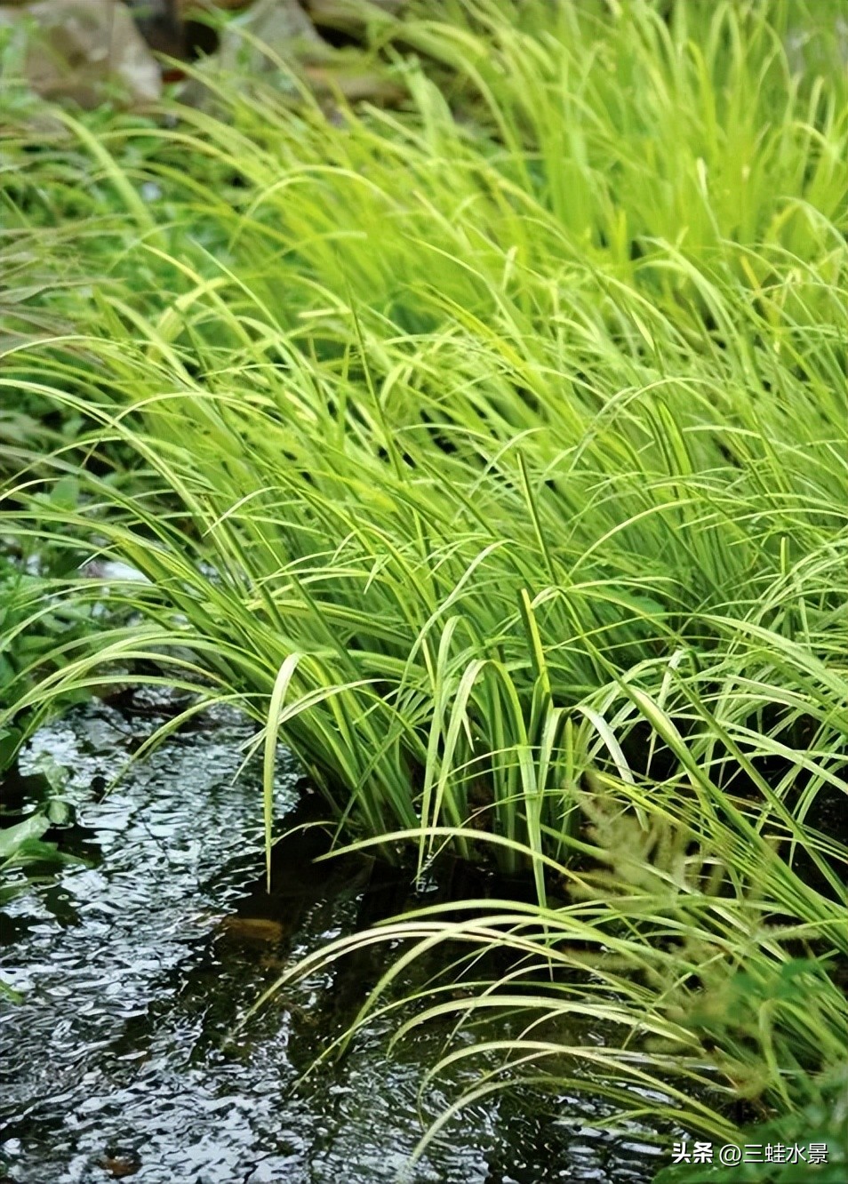 池塘里适合种什么植物,鱼塘适合种点什么植物