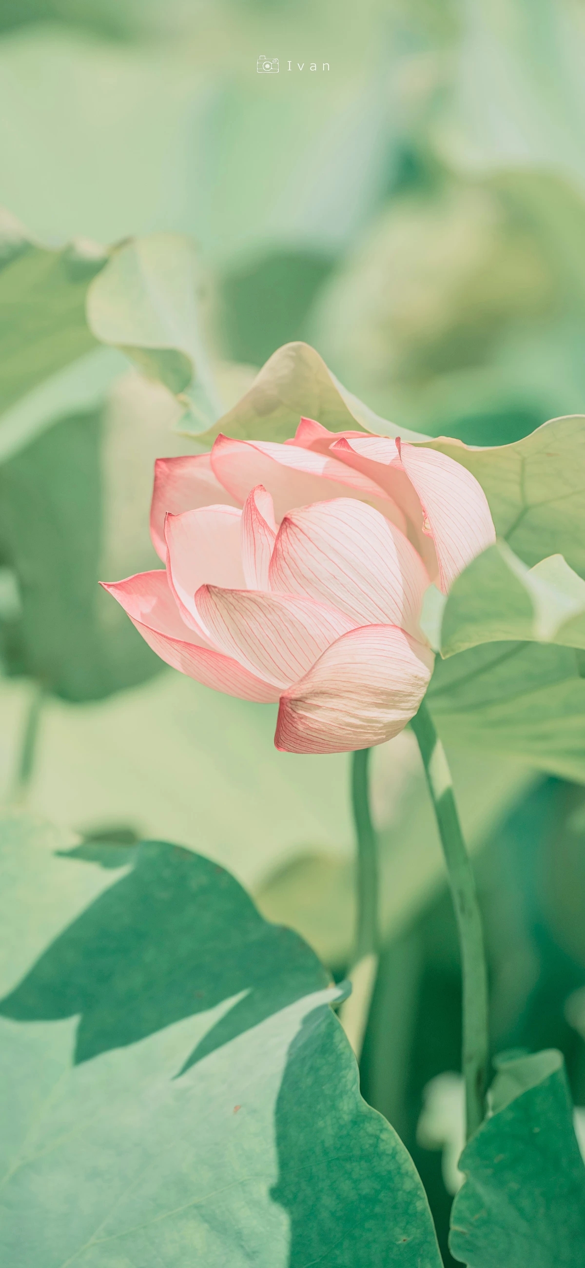 唐诗唯美千古绝句,最美的四季唐诗