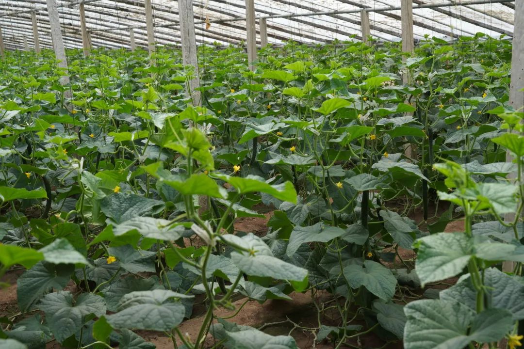 引进蔬菜新品种种出富民大产业,特色蔬菜种植铺就致富路