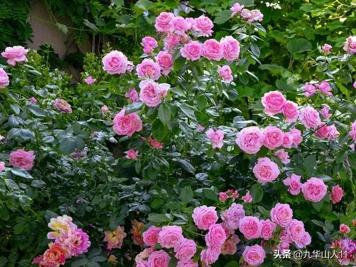 常见丰花月季品种一览,阳台盆栽丰花月季什么品种最好