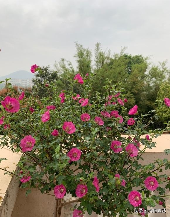 木槿棒棒糖怎么施肥,棒棒糖小木槿淋雨干枯了怎么办