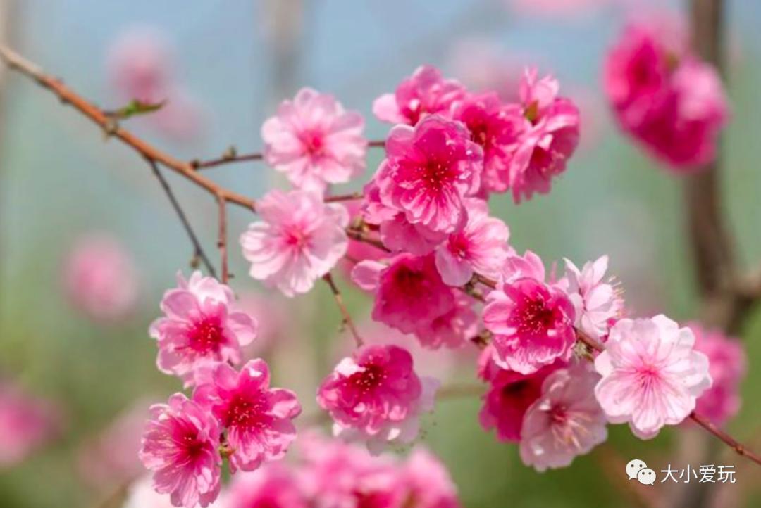 超级美的樱花美景全景,浪漫樱花海美景图