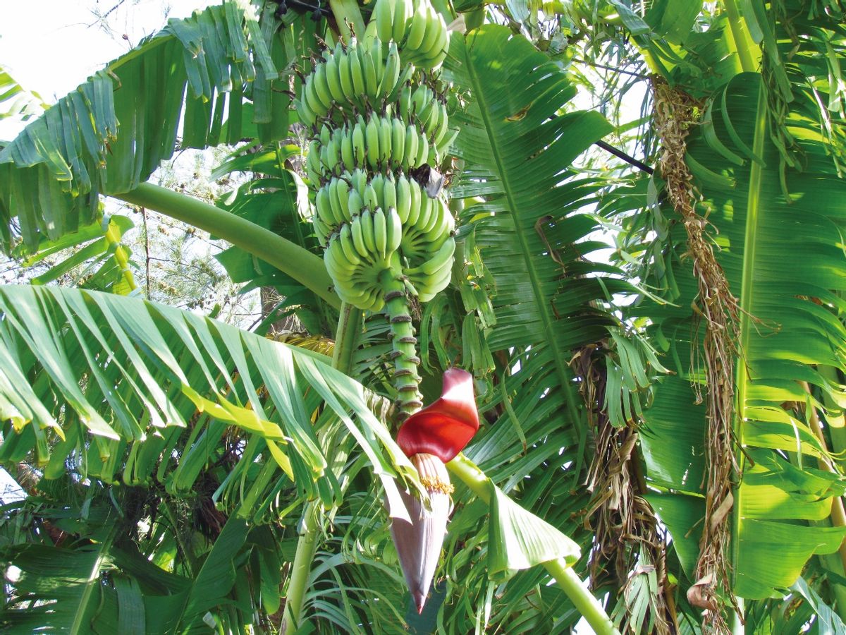 北海的涠洲岛上看海,北海涠洲之恋