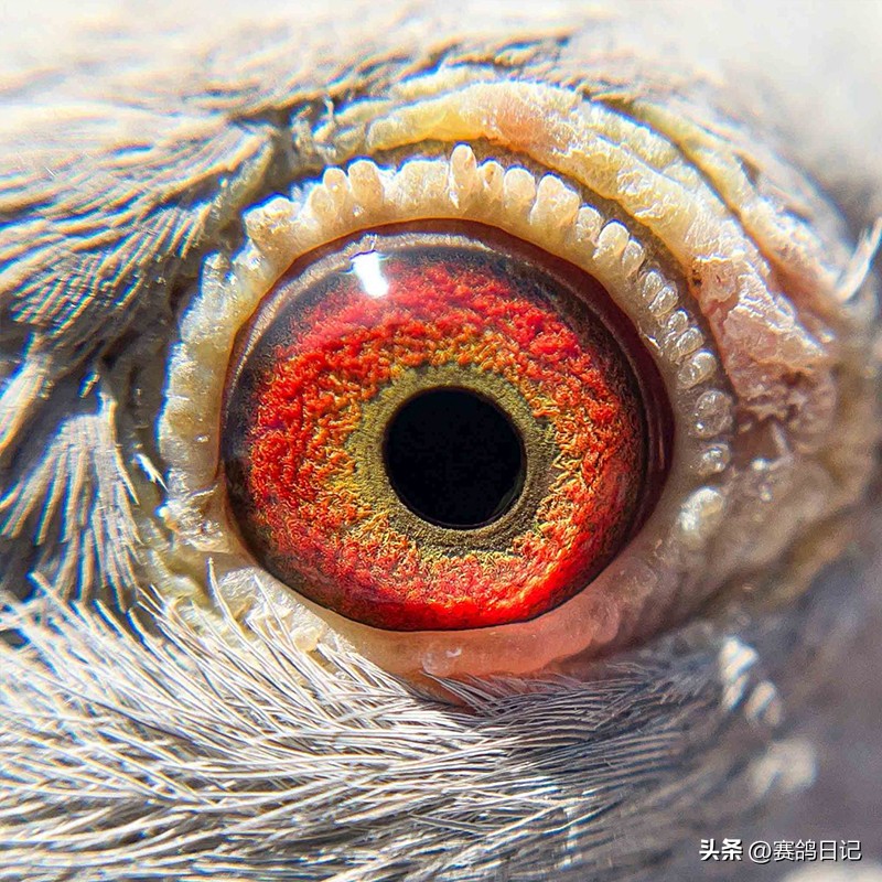 各大公棚冠军鸽,维多利亚公棚